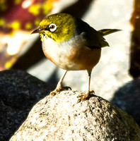 Birds