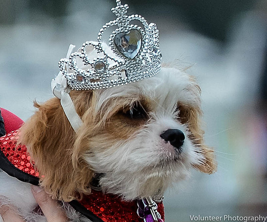 20150920-Dog of the Bay-D4C_9963-Edit-1