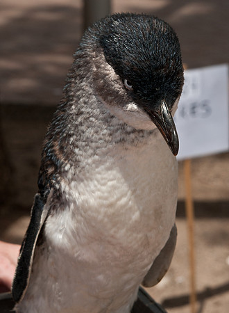 PP-2010-12-05-205