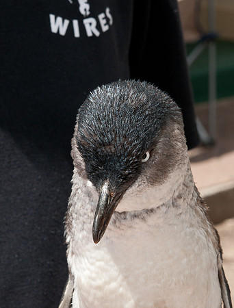 PP-2010-12-05-204