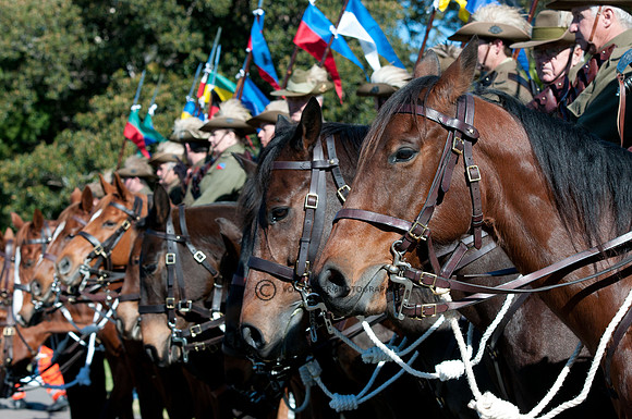 Light Horse